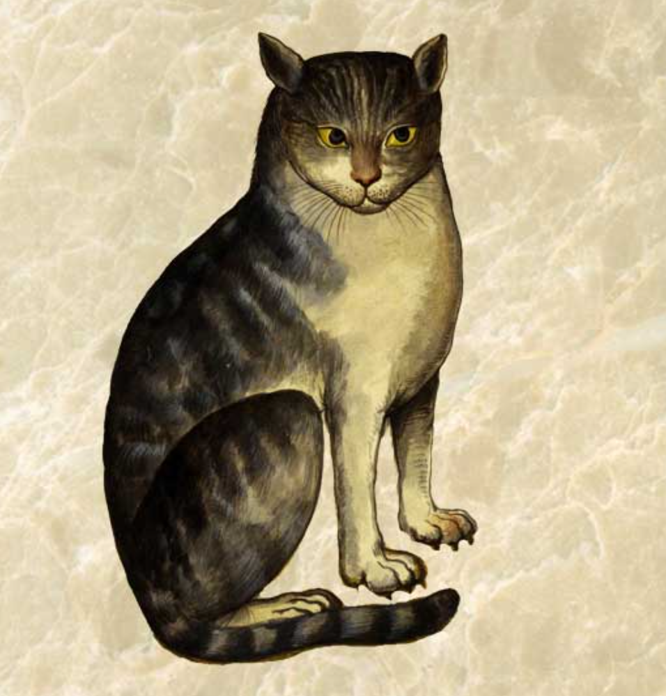 SYNCAT, still declining to comment